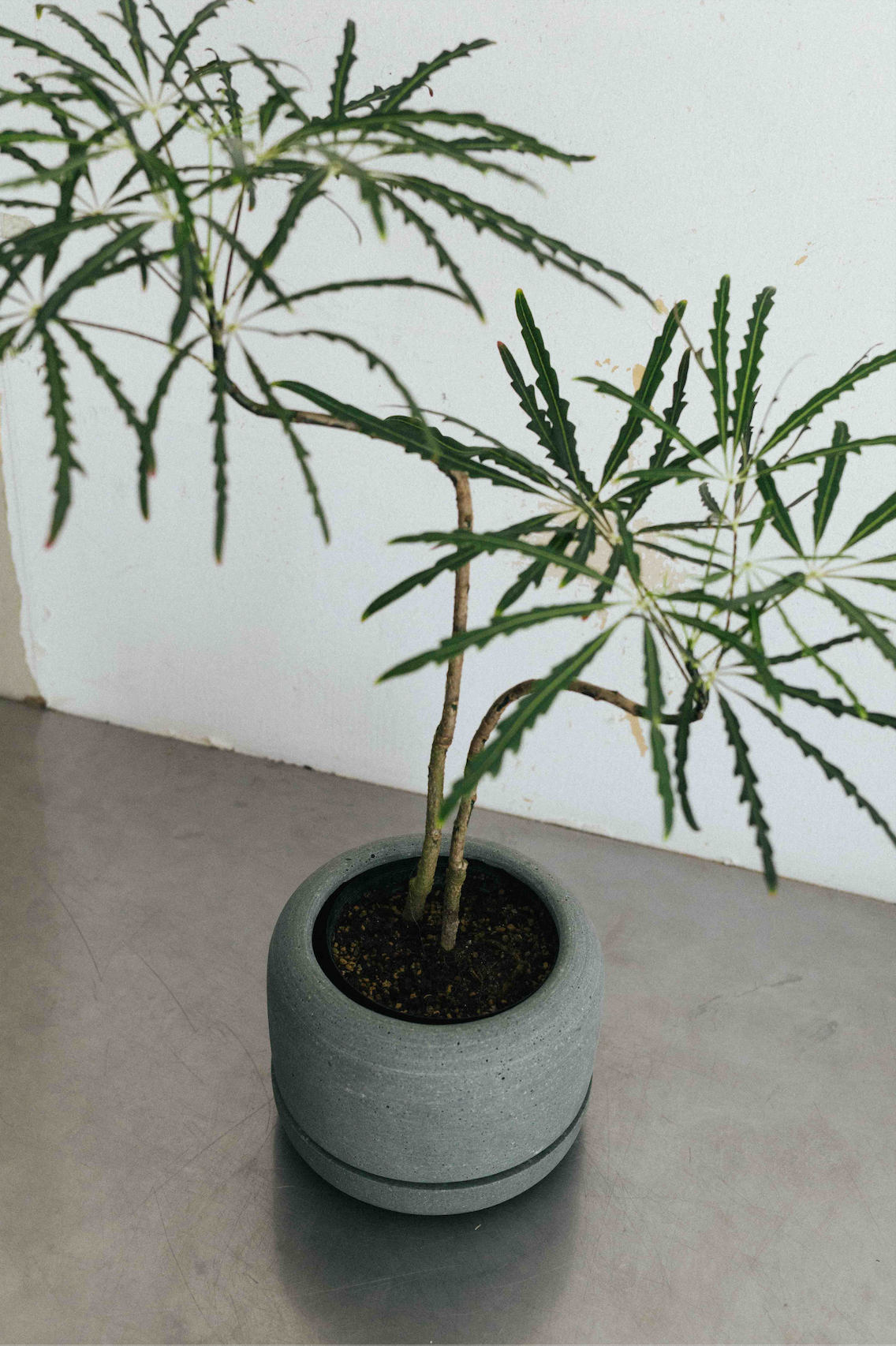 【THORN STORE】Pot cover