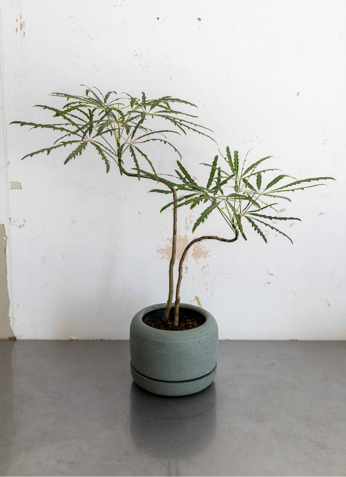 【THORN STORE】Pot cover