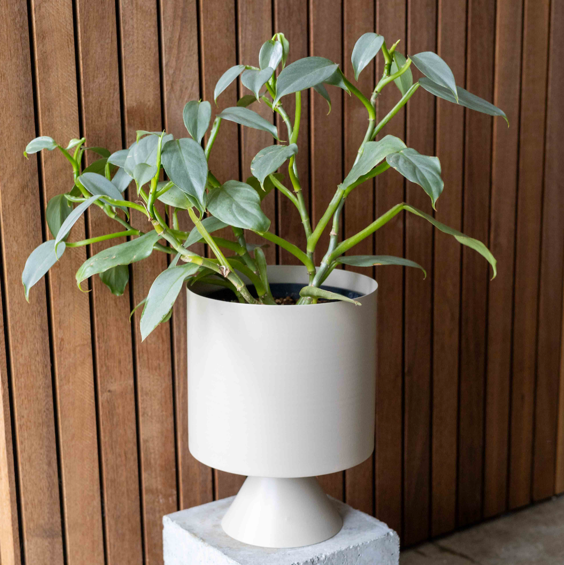 【THORN STORE】Pot cover