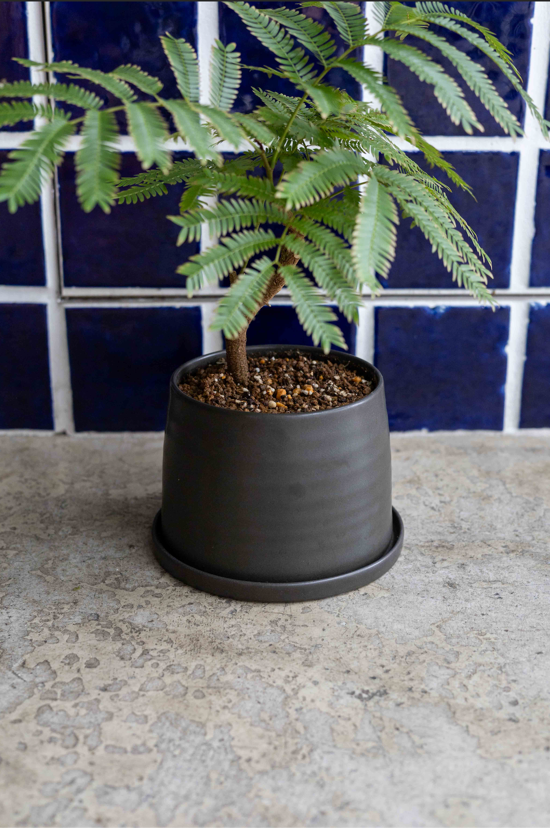 【THORN STORE】エバーフレッシュ鉢植え