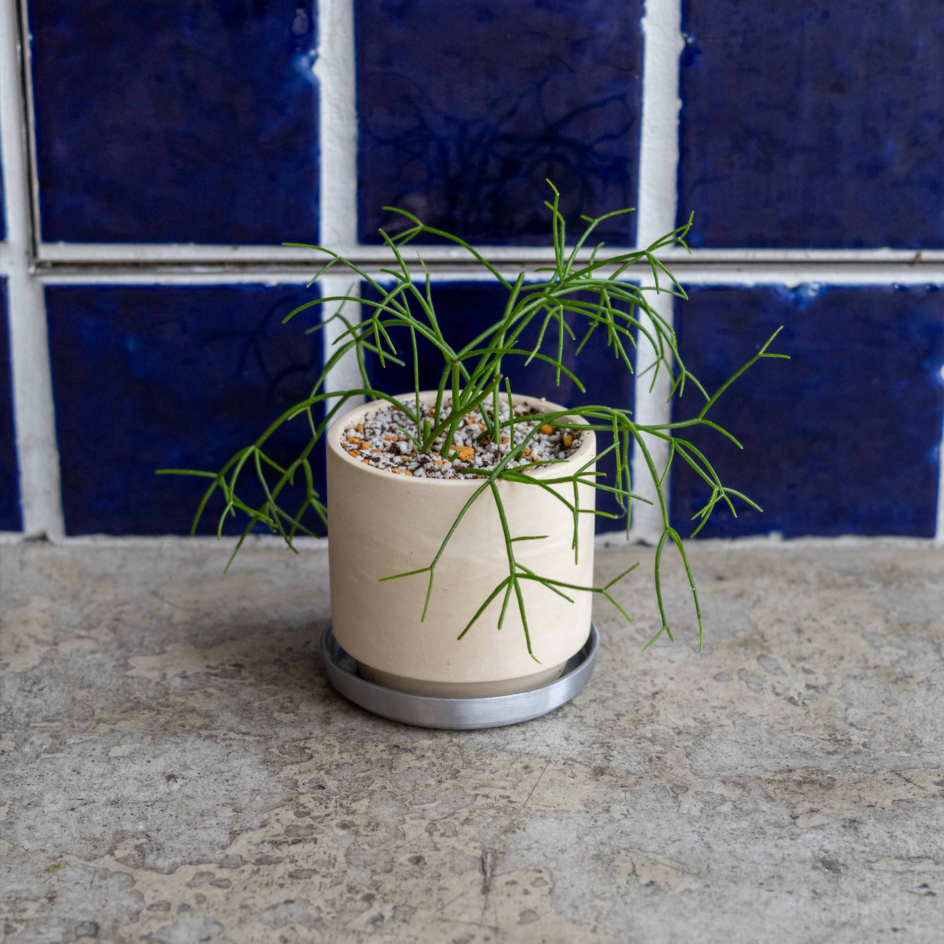 【THORN STORE】リプサリス鉢植え
