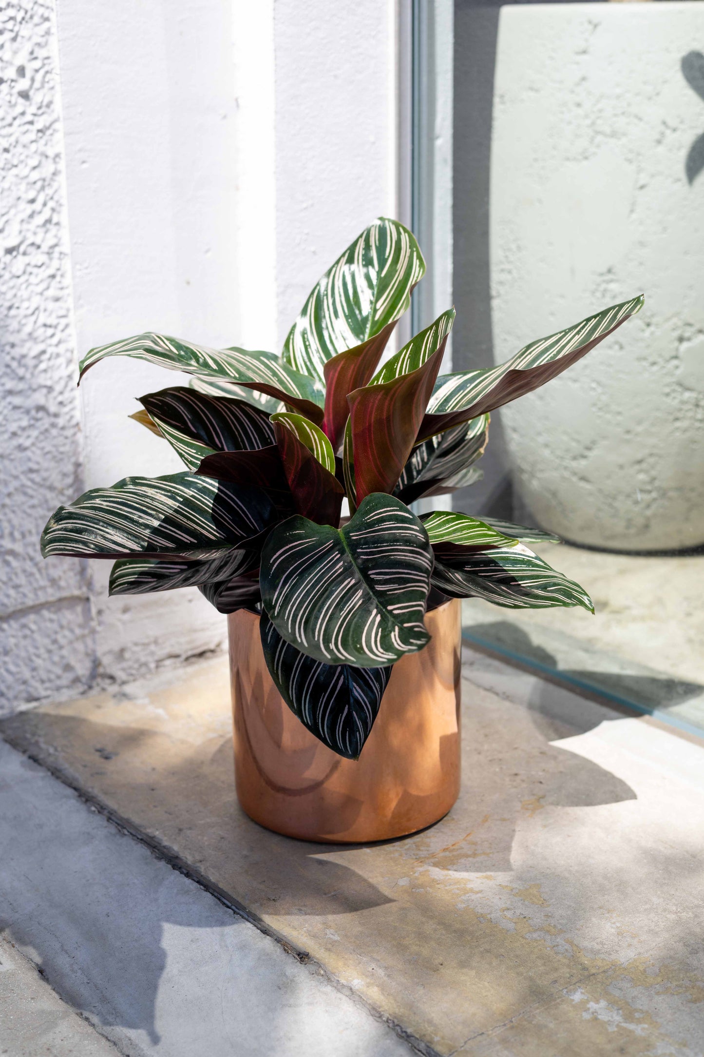 【THORN STORE】Pot cover