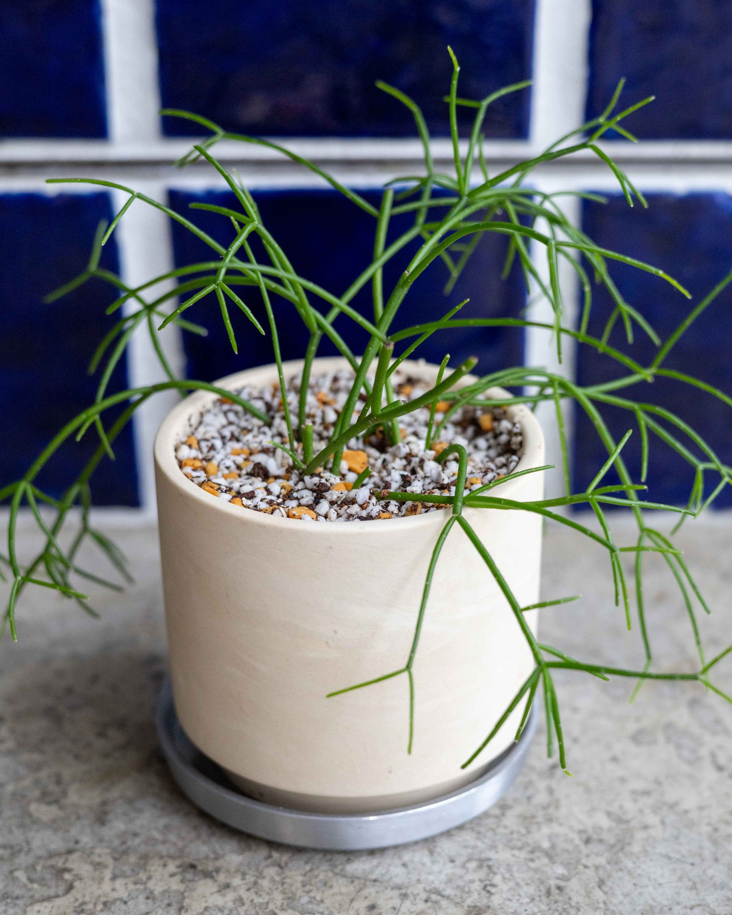 【THORN STORE】リプサリス鉢植え
