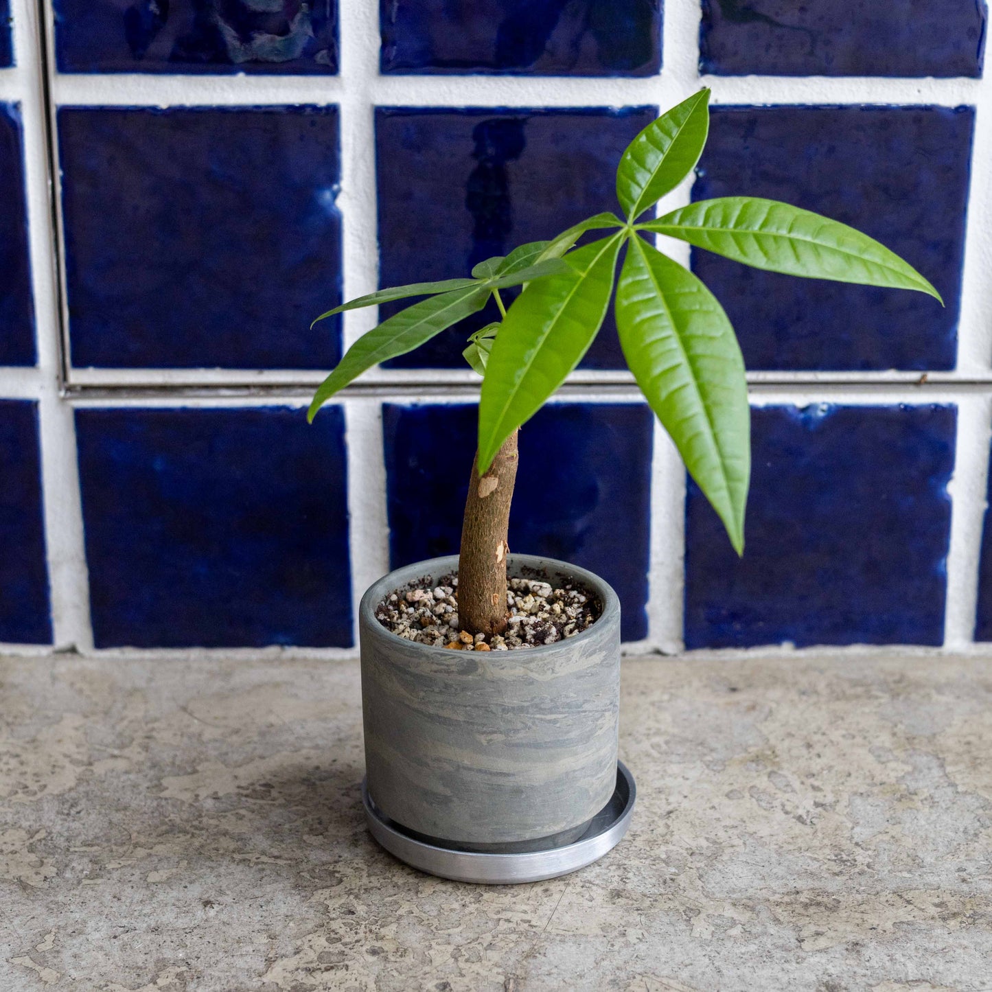 【THORN STORE】パキラ鉢植え
