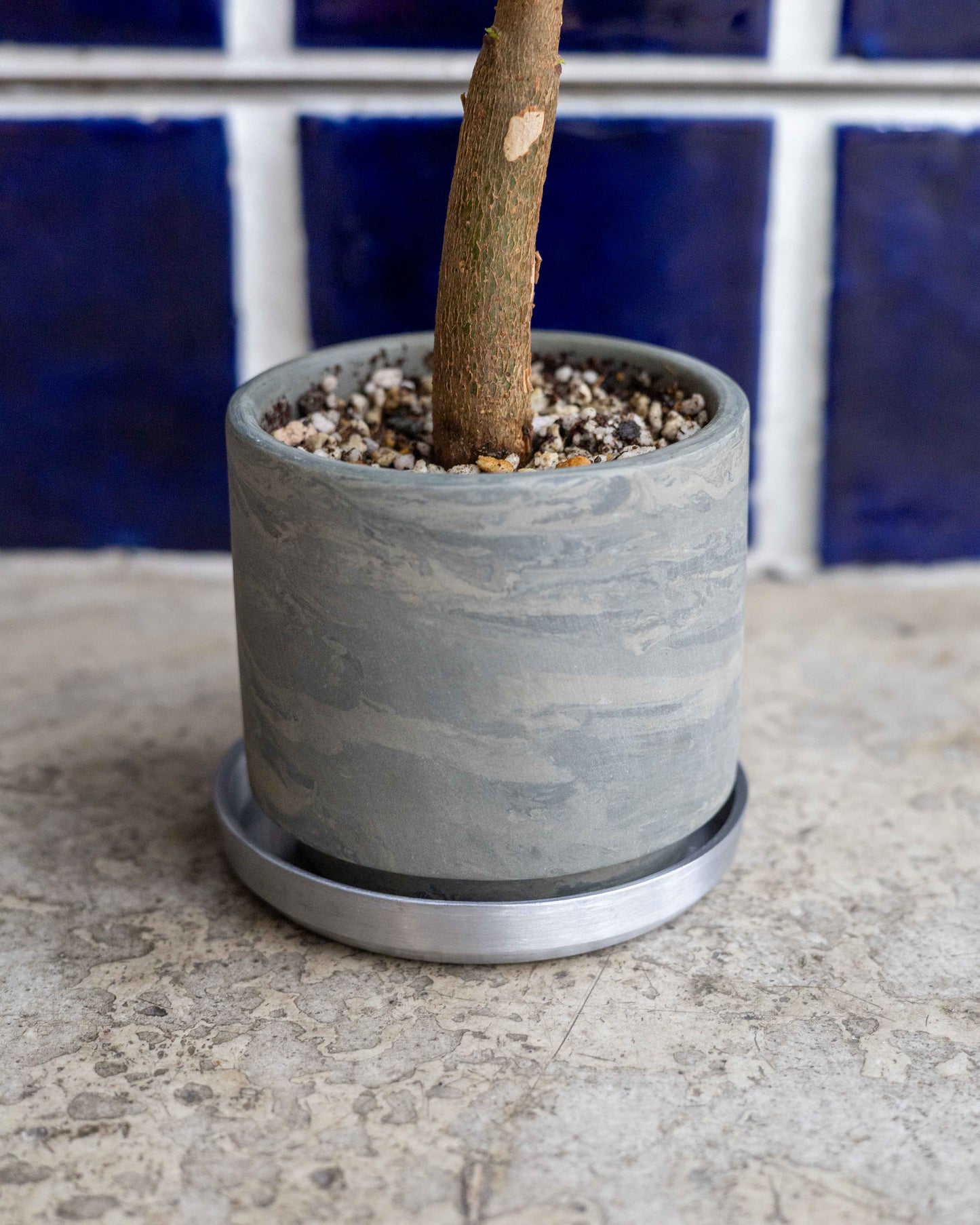 【THORN STORE】パキラ鉢植え
