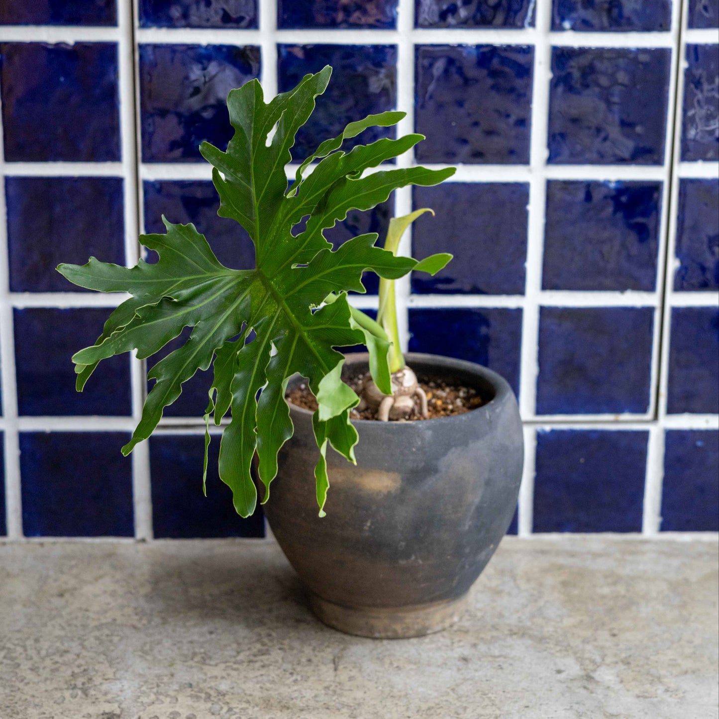 【THORN STORE】セローム鉢植え