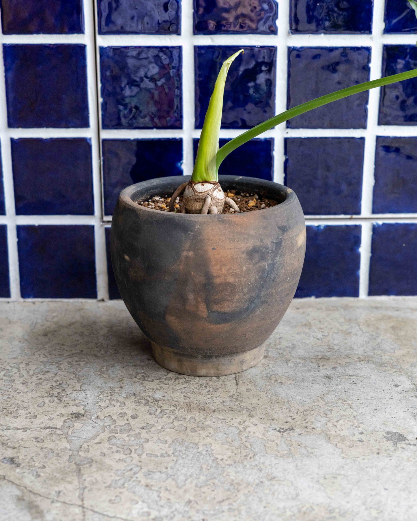 【THORN STORE】セローム鉢植え