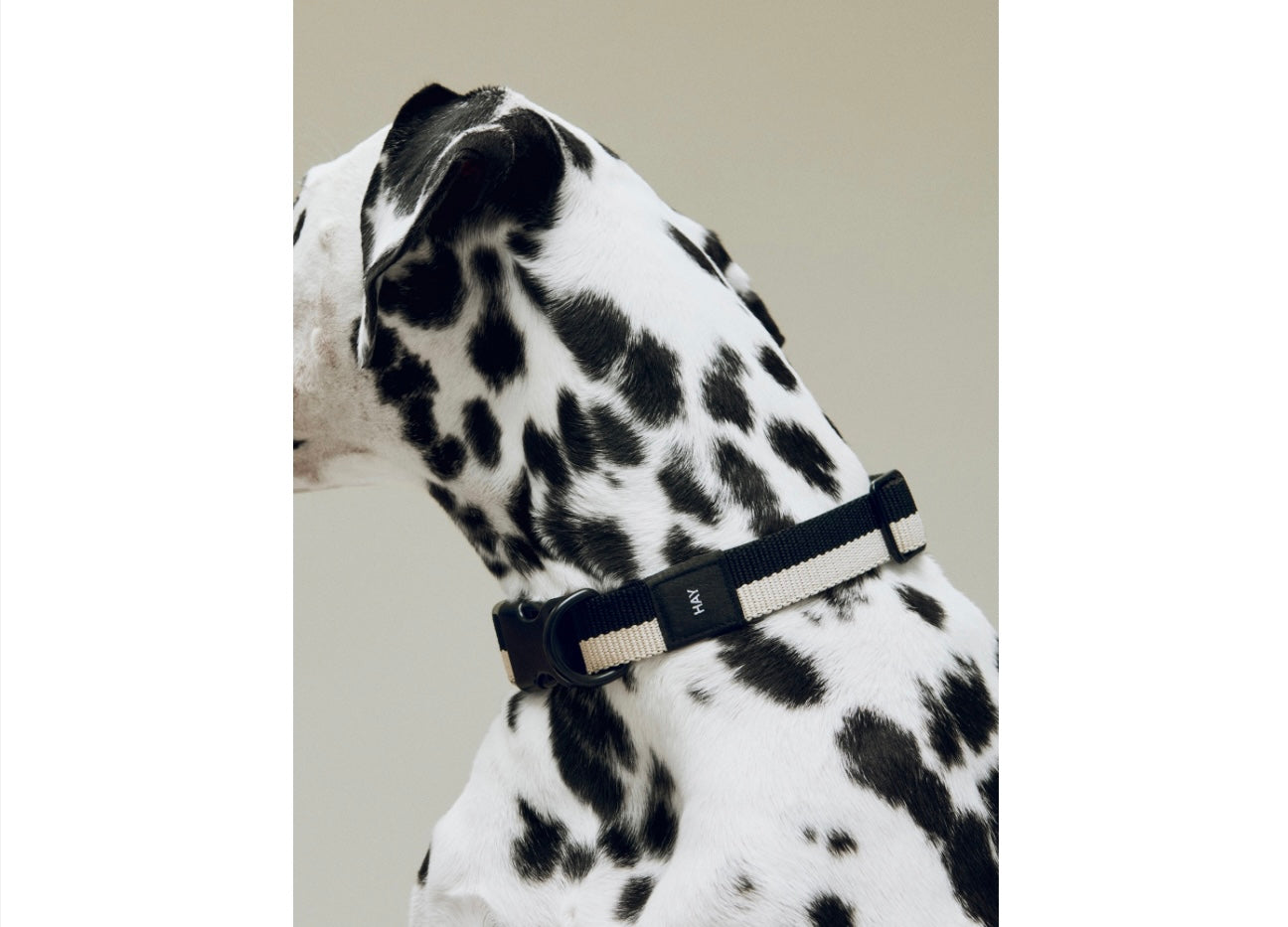 【HAY】DOGS COLLAR FLAT（25～45 cm）