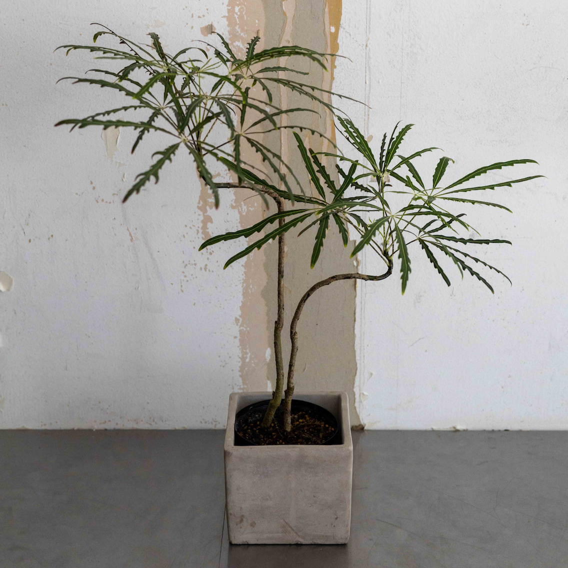 【THORN STORE】Pot cover
