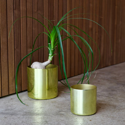 THORN STORE-Gold potcover-Lsize