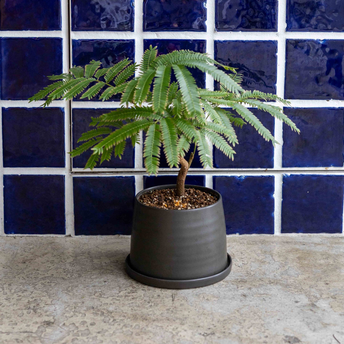 【THORN STORE】エバーフレッシュ鉢植え